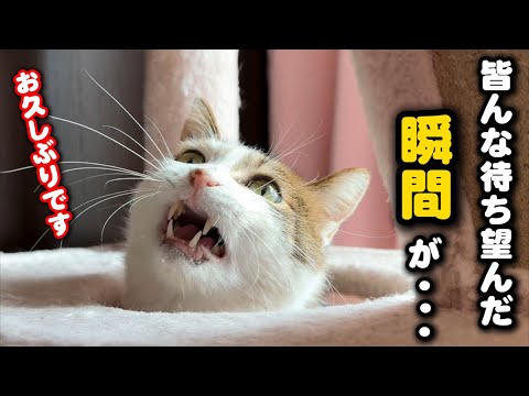 ついに皆さまが待ち望んだ瞬間が訪れました