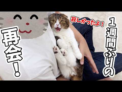 ツンデレ猫が1週間ぶりに飼い主と再会したら喜びを爆発させてすごかった！ サムネイル