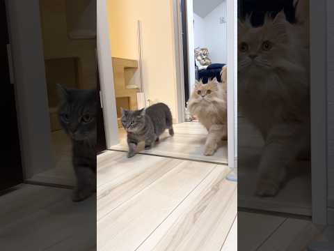 Cats Following Their Mom 😹shorts cat cats kitten cute サムネイル
