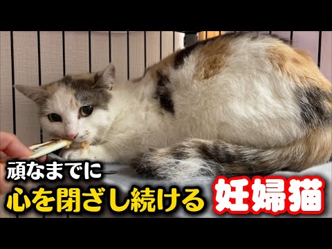 人間に心を閉ざし続ける妊婦猫が…ついに！