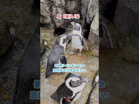 【ケープペンギン】新入りペンギン🐧との距離感…💦【サンシャイン水族館】shorts 水族館 aquarium