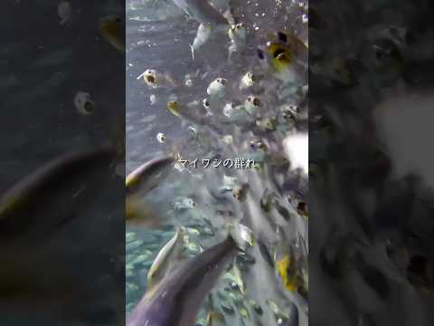 【マイワシ】迫りくるマイワシの群れ【サンシャイン水族館】shorts 水族館 サムネイル
