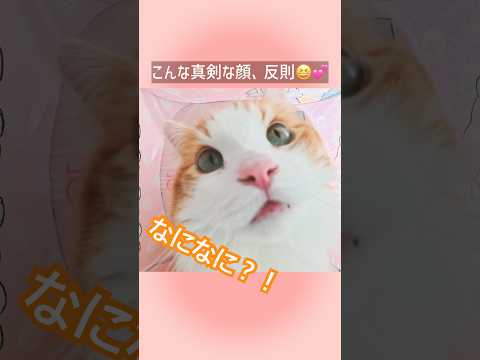 音だけでここまで本気になる猫 猫 cat マンチカン なんちゃん サムネイル
