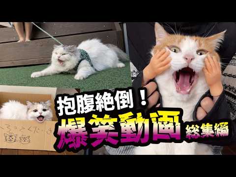 関西弁で会話する猫たちの爆笑動画がこちら！！【総集編】 サムネイル