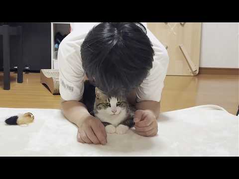 「オシリ」とか「オケツ」「スレンダー」に改名されそうになる猫