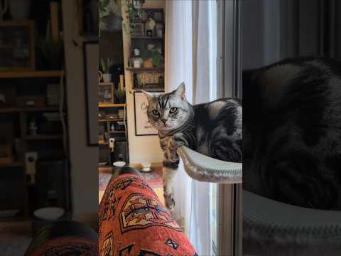 アメショーのラッテ アメショ アメリカンショートヘア ＃猫との暮らし猫と暮らす家猫 サムネイル