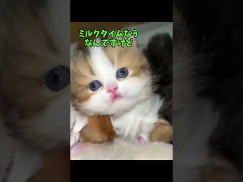 この可愛さ、見逃しちゃダメだよ？🥺