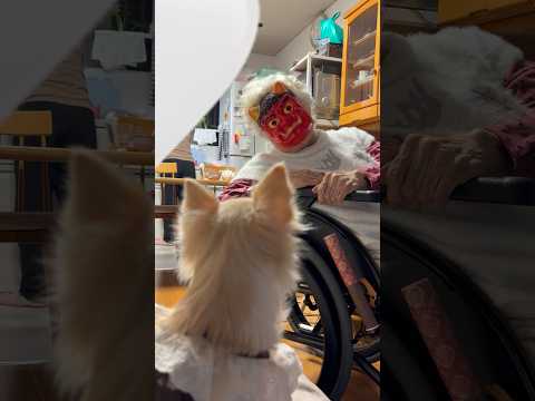「節分」 おばあとチワワさん サムネイル