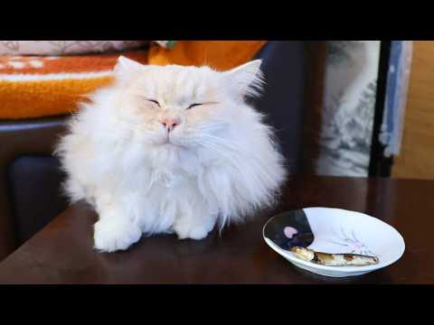 ちゃぶ台の上の煮出し煮干し　260225 サムネイル