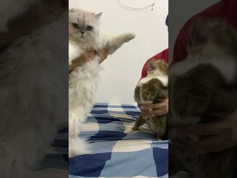 I was going to challenge Tutu with the Stranger Things danc… サムネイル