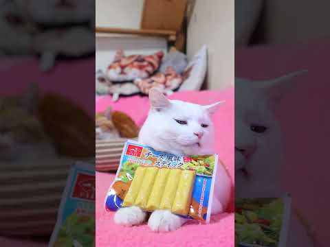 チーズ風味スティック　260420　のせ猫　 cat　 cute　 kitty　 kitten　 ねこ　 ネコ　 猫の… サムネイル