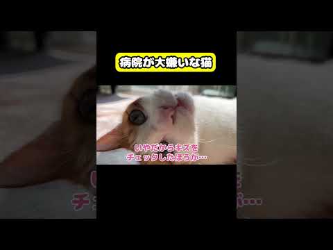 病院が嫌いな猫 猫 おもしろ アテレコ ニャンチューバーつくし サムネイル
