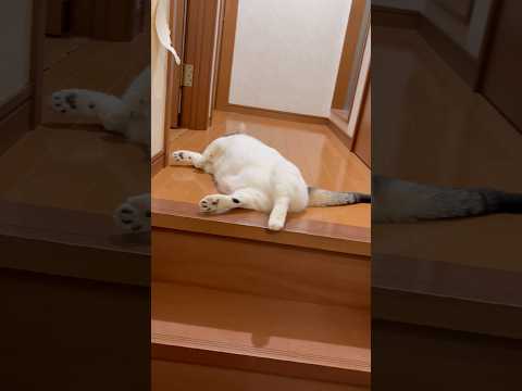 あっち行け