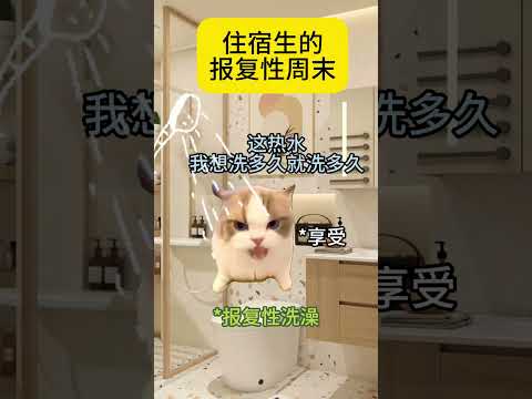 住宿生的报复性周末  有趣 猫meme 猫meme剧场 猫meme小剧场 内容过于真实  故事 貓 猫猫meme小剧场… サムネイル