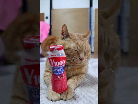 ヤクルト Y1000　260531　 cat のせ猫 cute　 ねこ Y1000 ネコ　 猫 ヤクルト 猫のいる暮らし サムネイル