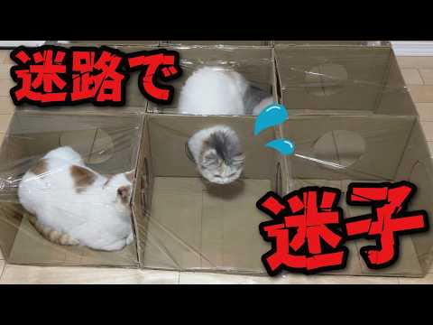 【悲報】猫用迷路作ったらガチで迷子になられてました…💦 サムネイル