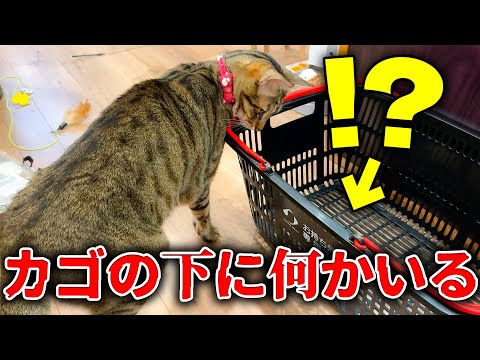 【悲鳴】猫たちが買い物カゴの下に“とんでもない物”を見つけて大騒ぎしていました…。 サムネイル