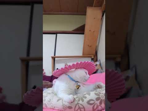 シャンプーハット　のせ猫　260318　のせ猫　　 cat　 cute　 kitty　 ねこ　 猫のいる暮らし　 ki… サムネイル