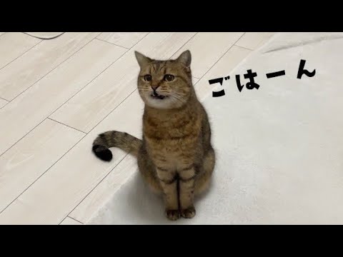 今絶対に「ごはん！」と発声したネコ サムネイル