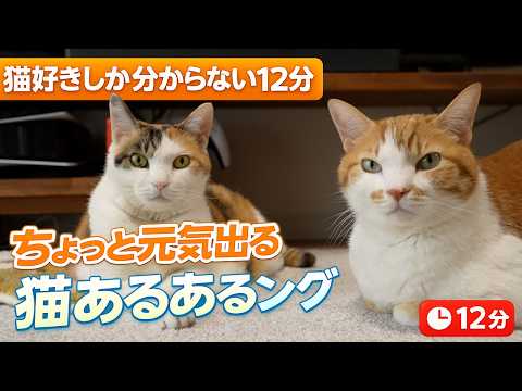 猫好きしか分からない12分｜ちょっと元気出る猫あるあるソング サムネイル