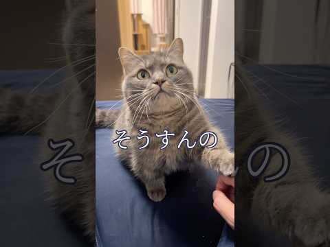 今までアクアの応援ありがとうございました shorts 猫 猫好きさんと繋がりたい サムネイル