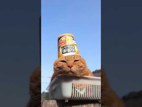 おむすび屋さんのまかないスープ ごま味噌豆乳　260403　のせ猫　 cat　 cute　 猫のいる暮らし　 ねこ… サムネイル