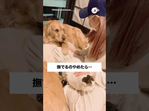 かまって！！｜PECO サムネイル