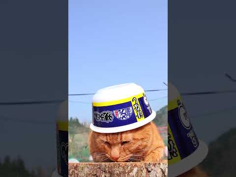 日清のどん兵衛 焼うどん　260607　 cat のせ猫 cute　 ねこ cutecat 日清のどん兵衛 リ　 ki… サムネイル