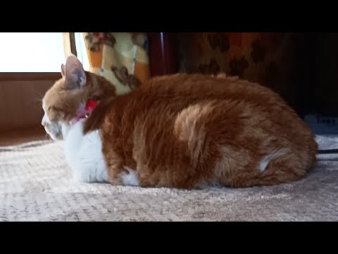 うずまき がライブ配信中！2026年5月2日 サムネイル