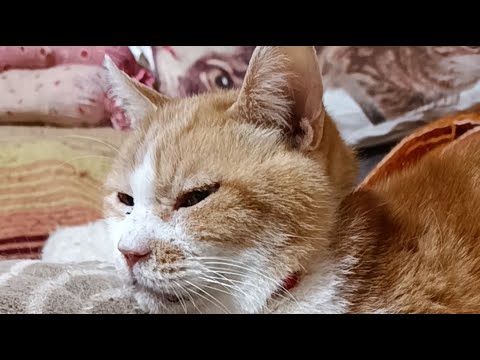 うずまき がライブ配信中！2026年4月23日 サムネイル