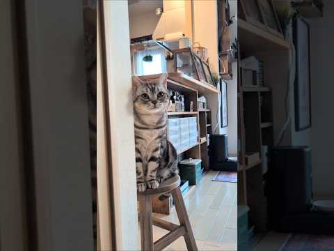 アメショーのラッテ アメショ アメリカンショートヘア ＃猫との暮らし猫と暮らす家猫 サムネイル