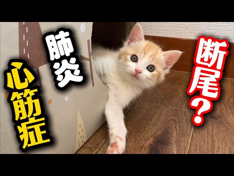 尻尾の怪我、肺炎、心筋症…大切なお話があります サムネイル