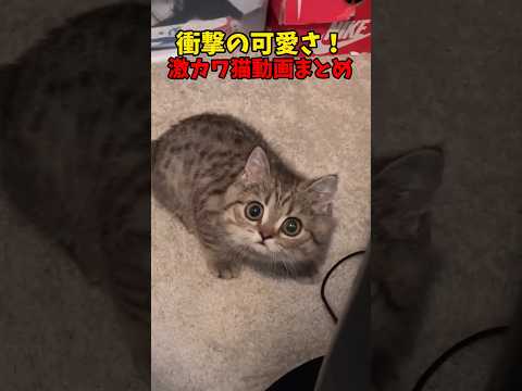 とってもかわいい😘 サムネイル