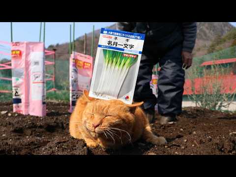 麦ちゃんとねぎ種まき　2026　260424