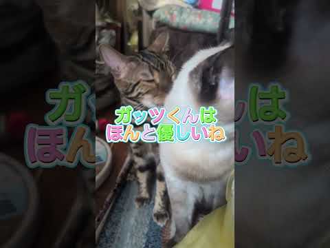 シャム猫ベンガル猫shorts funny catkitten ミャク子ガッツくん サムネイル