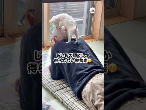 じいじの頭でしか得られない栄養素🤭|PECO