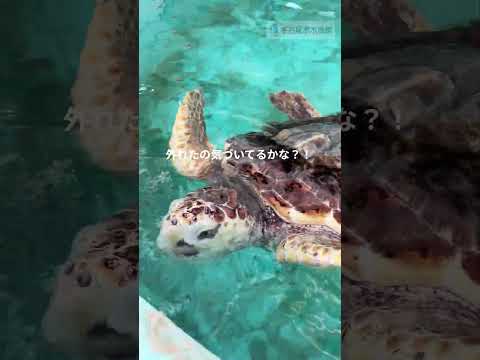 モックン送信機外れる shots 名古屋港水族館 サムネイル