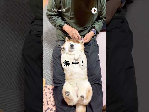 今日はお耳のお薬を頑張ります💪｜PECO