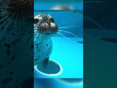 こうめファンサ