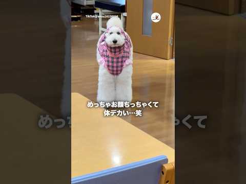 いつもの洋服着せたらこうなった｜PECO サムネイル