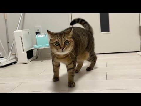 いきなり戦闘態勢に入り猛ダッシュするもフローリングで鬼滑りする猫がこちら サムネイル