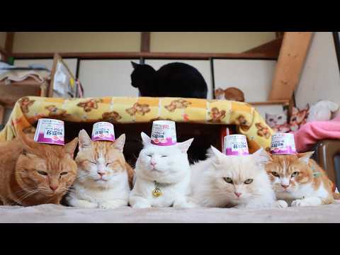 毎日鉄分ヨーグルト　のせ猫　260420 サムネイル