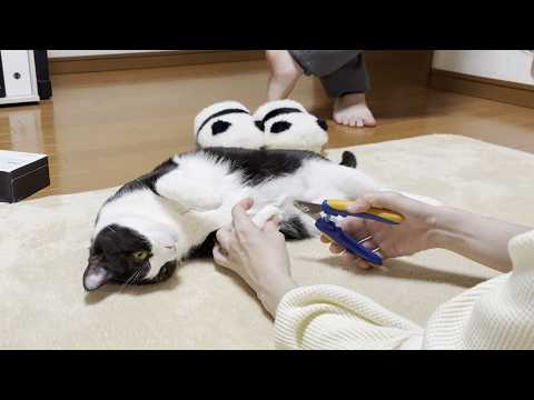 「離れたくないけど、切られるのはちょっとイヤかも」と思う猫 サムネイル