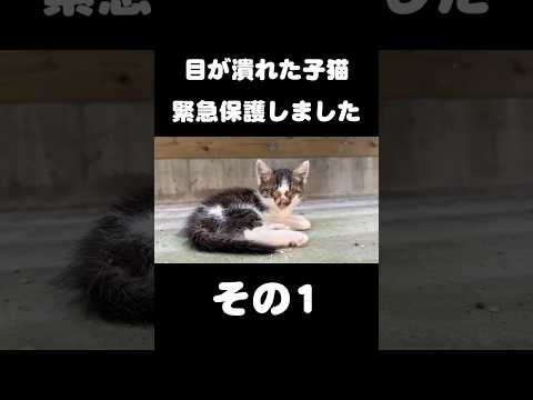 目が潰れた子猫を緊急保護しました【その1】 サムネイル