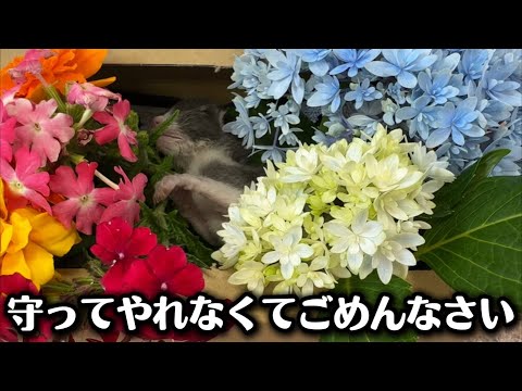 小さな体で最期に奇跡を起こした子猫の逞しい姿 サムネイル