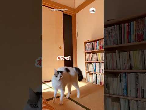 毎日、ジャンピングオラオラ入場してくる｜PECO サムネイル