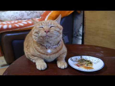ちゃぶ台の上独活の酢味噌あえ　260520 サムネイル