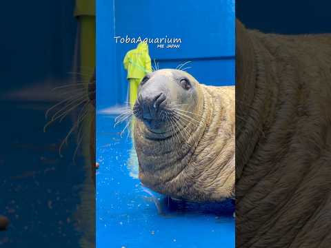 《鳥羽水族館》水槽のお掃除中、何もしないのがアザラシのお仕事です🦭 鳥羽水族館 aquarium ハイイロアザラシ g… サムネイル