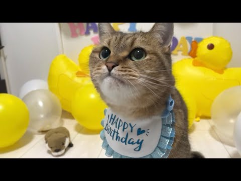 【感謝】全丸顔ファンから好かれて止まないこの猫。ついに6歳になってしまう。 サムネイル