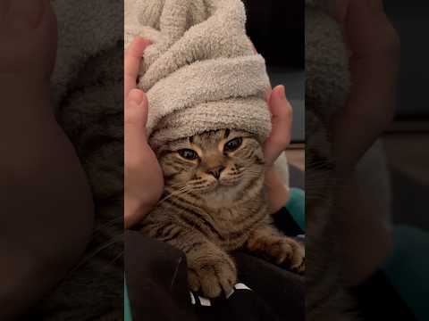 毛布を頭に巻くと落ち着く猫が可愛すぎる...www cat 猫